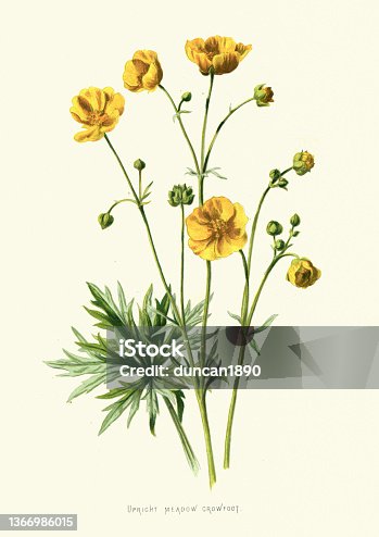 istock Upright Meadow Crowfoot, meadow buttercup, Ranunculus Acris, Wildflower, Flower, Floral art 1366986015