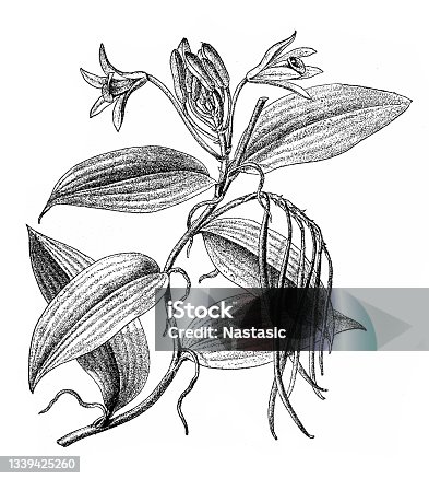 istock Vanilla planifolia 1339425260
