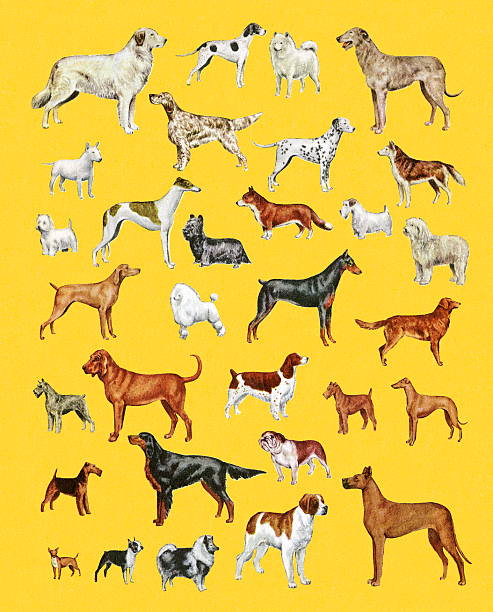 Variety of Dogs Variety of Dogs purebred dog stock illustrations