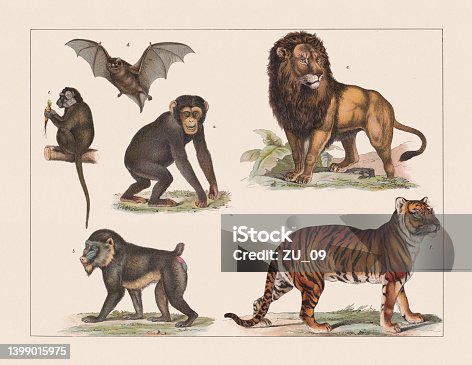 istock Various mammals, chromolithograph, published in 1891 1399015975