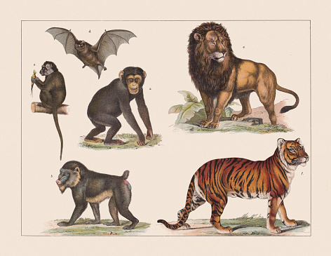 Various mammals: a) Chimpanzee (Pan troglodytes); b) Mandrill (Mandrillus sphinx); c) Guenon (Cercopithecus); d) Bat (Chiroptera); e) Lion (Panthera leo); f) Tiger (Panthera tigris). Chromolithograph, published in 1891.