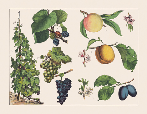 Various plants (Moraceae, Vitaceae, Rosaceae, Amygdaleae): a) Black mulberry (Morus nigra); b) Grape vine (Vitis vinifera, blue and white bunch of grapes); c) Peach (Prunus persica, with blossom); d) Apricot (Prunus armeniaca, with blossom); e) Prune plum (Prunus domestica, with blossom). Chromolithograph, published in 1891.