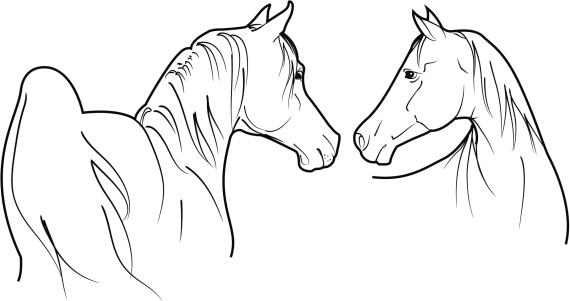 vector arab horses