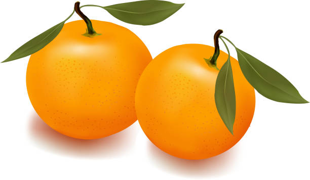 Royalty Free Tangerine Clip Art Vector Images Royalty Free Tangerine Clip Art Vector Images