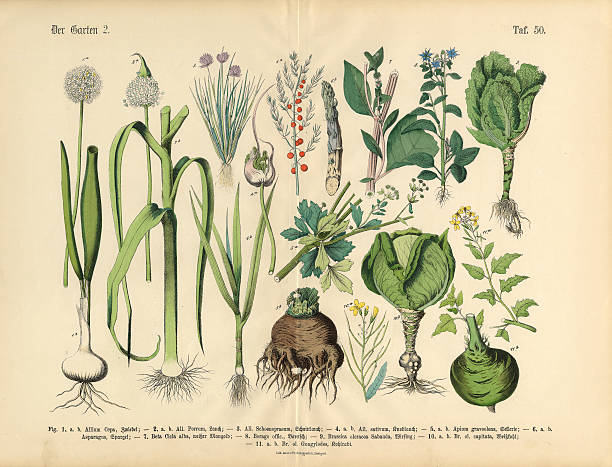 Vegetables, Fruit and Berries of the Garden, Victorian Botanical Illustration Very Rare, Beautifully Illustrated Antique Engraved Victorian Botanical Illustration of Vegetables, Fruit and Berries of the Garden: Plate 50, from The Book of Practical Botany in Word and Image (Lehrbuch der praktischen Pflanzenkunde in Wort und Bild), Published in 1886. Copyright has expired on this artwork. Digitally restored. botany stock illustrations