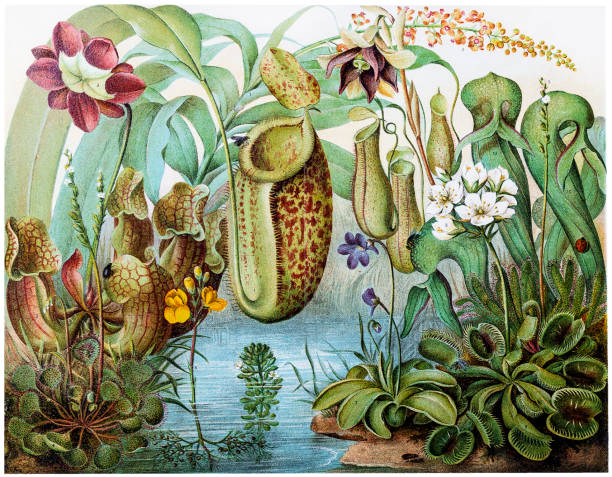 floral illustration minimalist artwork Venus Fly trap botanical pitcher plant Art Print Carnivorous Flora Scientific Illustration Plate