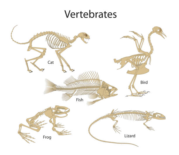 Vertebrates are animals with backbones vector art illustration