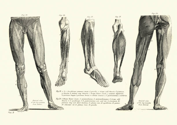 викторианский анатомический рисунок мышц человеческой ноги, 19 век - конечность часть тела stock illustrations