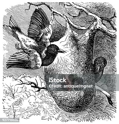 istock victorian engraving of a Baltimore oriole nest 927715026