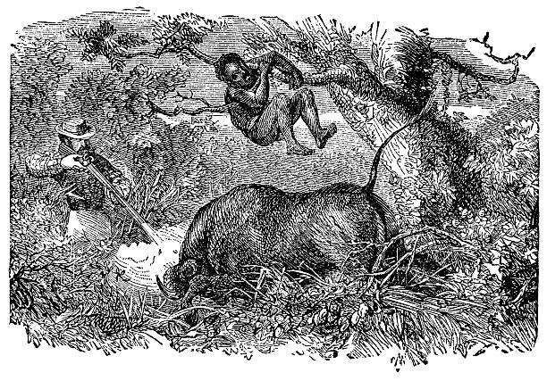 victorian engraving of safari hunter shooting a buffalo - buffalo shooting stock illustrations