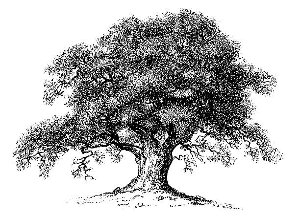 Vintage Clip Art and Illustrations | Oak Tree "Old engraving of an oak tree, isolated on white. Scanned at 600 DPI with very high resolution. Published in Systematischer Bilder-Atlas zum Conversations-Lexikon, Ikonographische Encyklopaedie der Wissenschaften und Kuenste (Brockhaus, Leipzig) in 1844. Photo by N.Staykov (2008).CLICK BELOW FOR MORE IMAGES:" engraved image stock illustrations