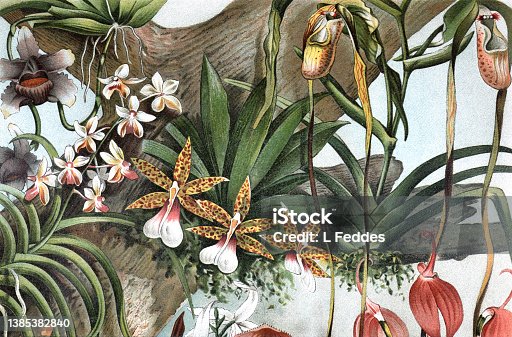 istock Vintage exotic orchids collection. tropical flower collection. hand drawn engraved orchideae collection. exotic and organic green. vintage exotic plant poster. 1385382840