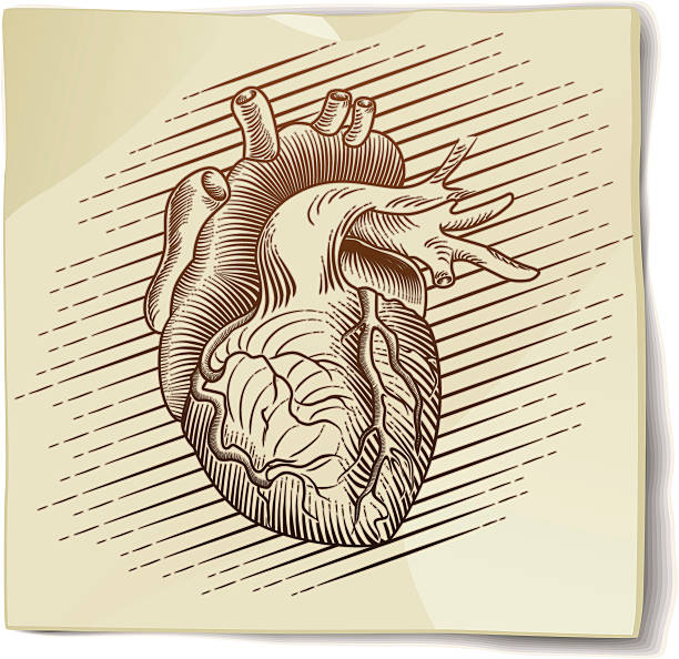 Best Heart Anatomy Interior View Illustrations Royalty Free