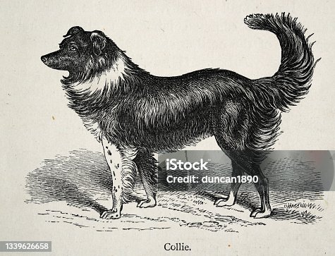 istock Vintage illustration of a Collie sheepdog 1339626658