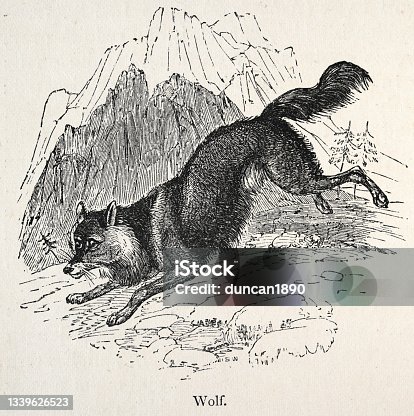 istock Vintage illustration of a Wolf, 19th Century 1339626523