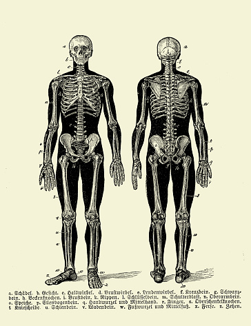 Vintage illustration of anatomy, human complete bone skeletal structure front and back with German anatomical descriptions