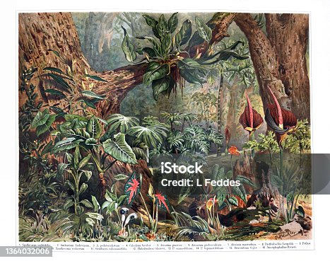 istock Vintage tropical plants and flowers pattern. plant vintage. floral. landscape botanical jungle 1364032006