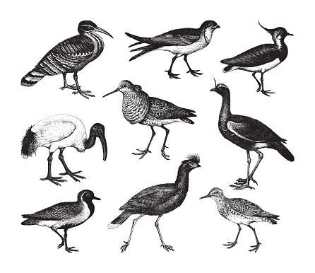 Vintage engraved illustration isolated on white background - Wader bird collection