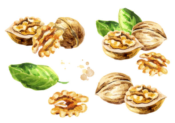 ilustrações de stock, clip art, desenhos animados e ícones de walnut compositions set. hand-drawn watercolor illustration - nozes