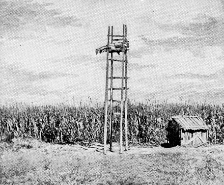 Watchtower at a cornfield in Orizaba, Mexico. Vintage halftone etching circa 19th century.