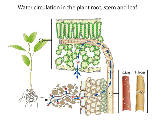Water circulation in the plant root, stem and leaf vector art illustration
