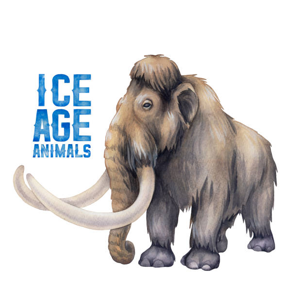 Watercolor a mammoth in a side view isolated on white background. Watercolor a mammoth in a side view isolated on white background. Hand painted prehistoric illustration of the Ice Age mastodon animal stock illustrations