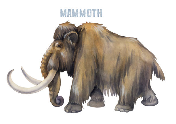 Watercolor a mammoth in a side view isolated on white background. Watercolor a mammoth in a side view isolated on white background. Hand painted prehistoric illustration of the Ice Age mastodon animal stock illustrations