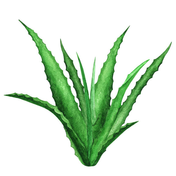 акварель агава, алоэ вера, зеленое растение - aloe vera stock illustrations