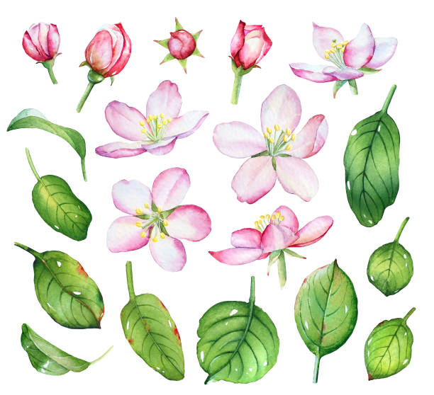 Watercolor apple flowers and green leaves Watercolor set with apple flowers and green leaves on white background. apple blossom stock illustrations
