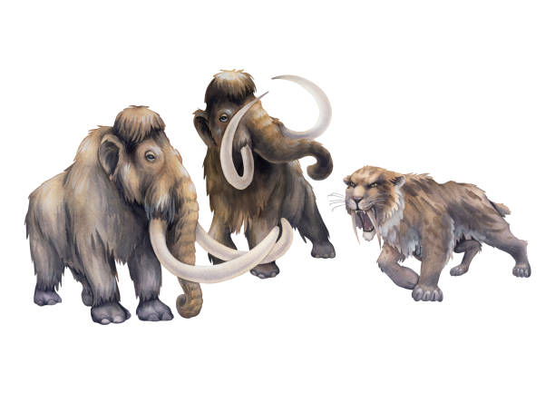 Watercolor art of a prehistoric saber-toothed cat growling on a two frightened mammoths. Watercolor art of a prehistoric saber-toothed cat growling on a two frightened mammoths. Hand painted historical illustration of the Ice Age mastodon animal stock illustrations