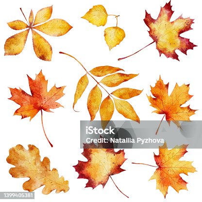 istock Watercolor autumn leaves isolated on white background. 1399405381