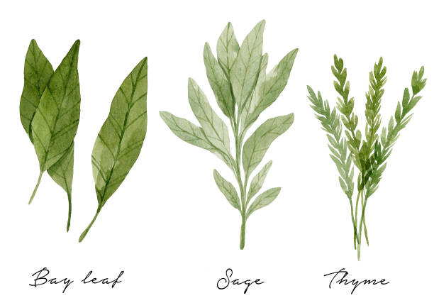 Watercolor bay leaves, thyme and sage Bay leaves, thyme and sage isolated on white background. Culinary herbs botanical illustration painted with watercolor. sage stock illustrations