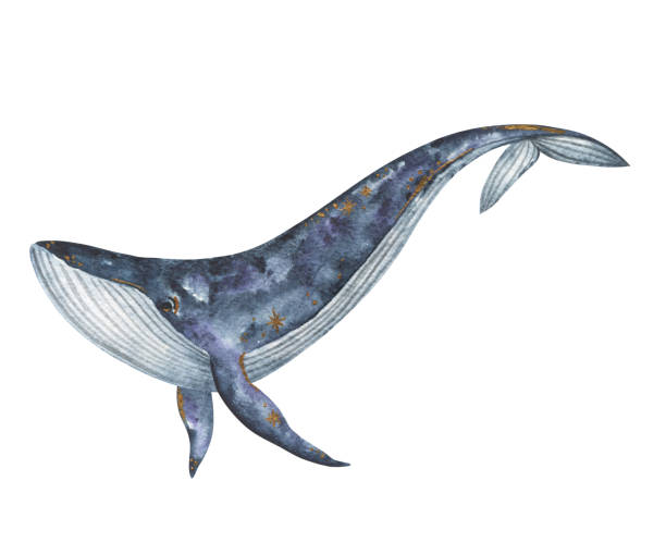 bildbanksillustrationer, clip art samt tecknat material och ikoner med akvarell blåhval handmålad illustration isolerad på vit bakgrund, val clipart, tecknad undervattensdjurkonst, havsdjur akvarell - blue whale