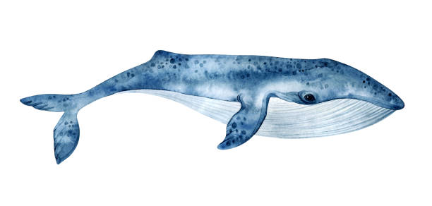 bildbanksillustrationer, clip art samt tecknat material och ikoner med akvarell blåval illustration isolerad på vit bakgrund. handmålad realistisk undervattensdjurkonst. - blue whale
