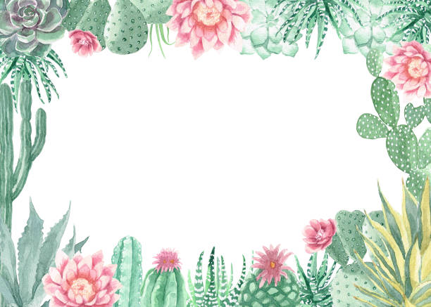 Watercolor Cactus and Succulents Frame Watercolor Cactus and Succulents Frame Bouquet Arrangement cactus borders stock illustrations