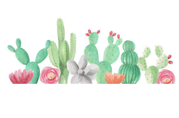 Watercolor Cactus Cacti Succulents Green Frame Wedding Spring Summer Hand Painted border Watercolor Cactus Cacti Succulents Green Frame Wedding Spring Summer cactus borders stock illustrations
