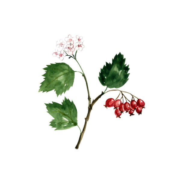 watercolor drawing hawthorn watercolor drawing hawthorn branch with leaves, flowers and berries, Crataegus laevigata , hand drawn illustration may flowers stock illustrations