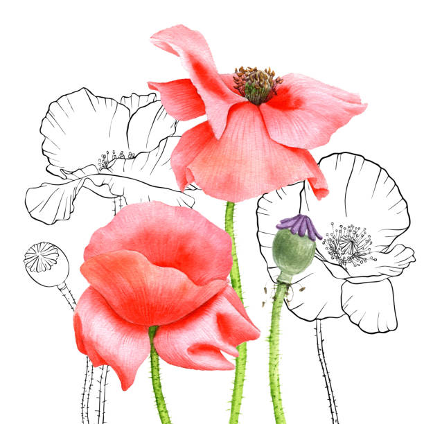 Flanders Poppy Drawings Illustrations, Royalty-Free Vector Graphics ...