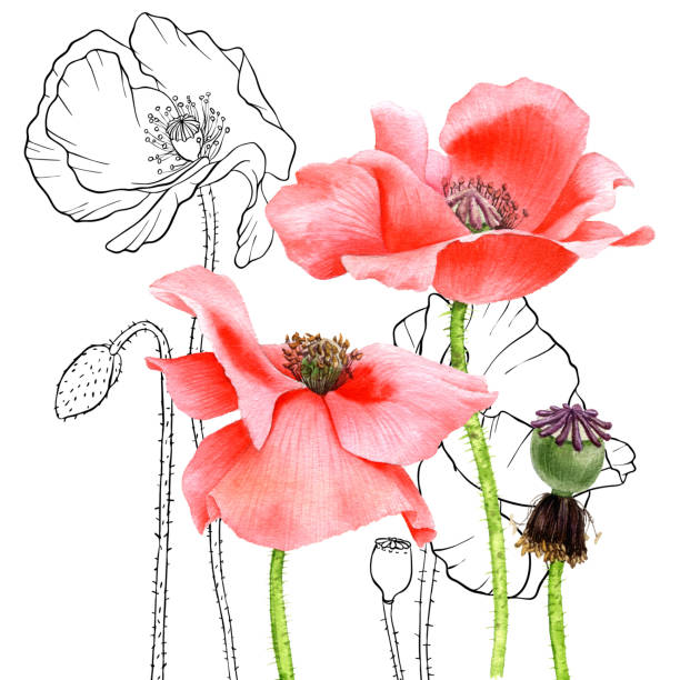 Flanders Poppy Drawings Illustrations, Royalty-Free Vector Graphics ...