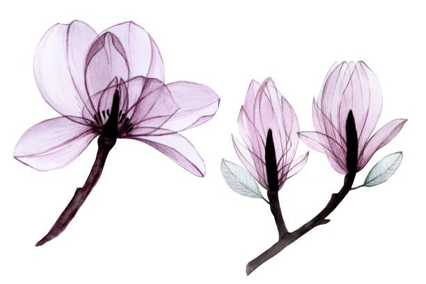 watercolor drawing set of transparent flowers. collection of magnolia flowers in pastel pink, gray, purple colors isolated on white. design for weddings, invitations, congratulations. watercolor drawing set of transparent flowers. collection of magnolia flowers in pastel pink, gray, purple colors isolated on white. design for weddings, invitations, congratulations. plant xray stock illustrations
