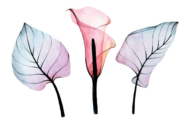 watercolor drawing. set of transparent tropical flowers and leaves. pink calla flower and leaves of pink and blue colors isolated on white background. collection of decorations for weddings, cards watercolor drawing. set of transparent tropical flowers and leaves. pink calla flower and leaves of pink and blue colors isolated on white background. collection of decorations for weddings, cards xray nature stock illustrations