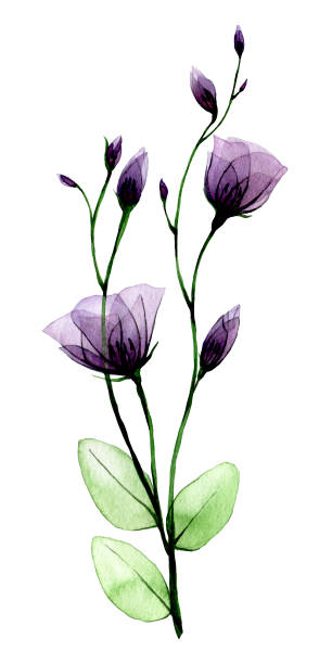 watercolor drawing. transparent wild rose flower. isolated on white background violet, purple transparent shrub rose flower, x-ray. watercolor drawing. transparent wild rose flower. isolated on white background violet, purple transparent shrub rose flower, x-ray. xray nature stock illustrations