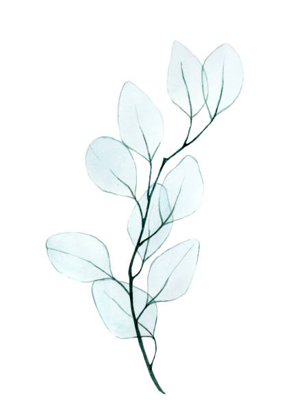watercolor drawing, twig with eucalyptus leaves transparent, x-ray. gentle drawing in pastel colors of eucalyptus leaves isolated on a white background. design element for wedding, postcard, poster. watercolor drawing, twig with eucalyptus leaves transparent, x-ray. gentle drawing in pastel colors of eucalyptus leaves isolated on a white background. design element for wedding, postcard, poster. xray nature stock illustrations