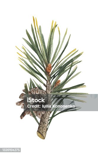 istock Watercolor element, pine twig. 1320154275