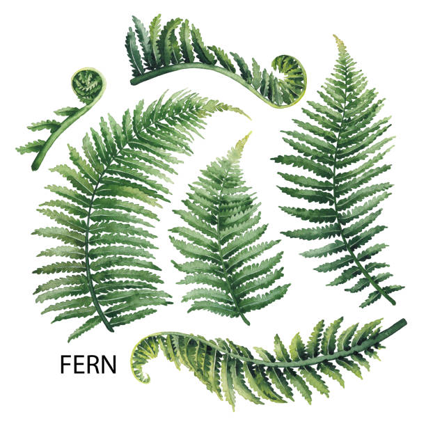 Watercolor fern leaves Watercolor collection of fern branches isolated on white background fern stock illustrations