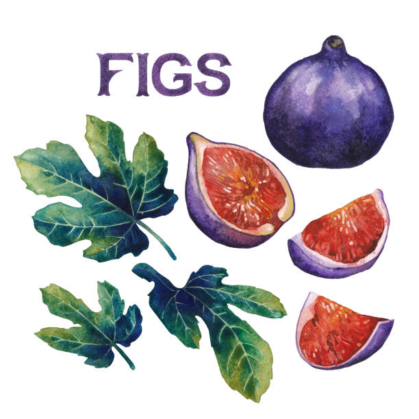 ilustrações de stock, clip art, desenhos animados e ícones de watercolor fig fruits and leaves isolated on white background - figo