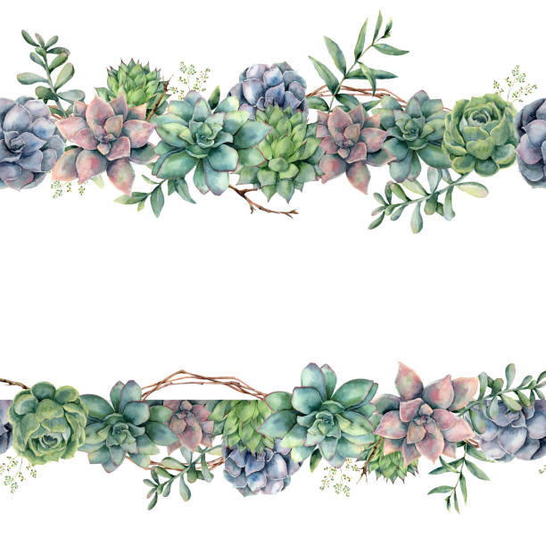Watercolor floral banner with succulents, tree branch and eucalyptus. Hand painted cacti, eucalyptus leaves and branches isolated on white background.  Botanical illustration for design, print. Watercolor floral banner with succulents, tree branch and eucalyptus. Hand painted cacti, eucalyptus leaves and branches isolated on white background.  Botanical illustration for design, print cactus borders stock illustrations