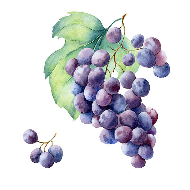 ilustrações de stock, clip art, desenhos animados e ícones de aguarela ramo de fruta uva - uvas