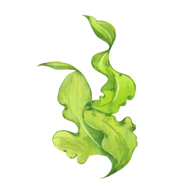 watercolor green seaweed beautiful  green seaweed, watercolor illustration  on white background algae stock illustrations