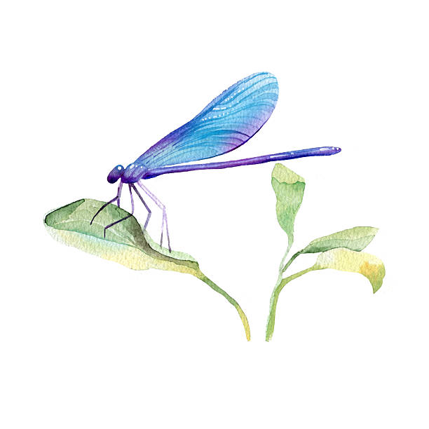 225 Clip Art Of Watercolor Dragonfly Illustrations & Clip Art - Istock